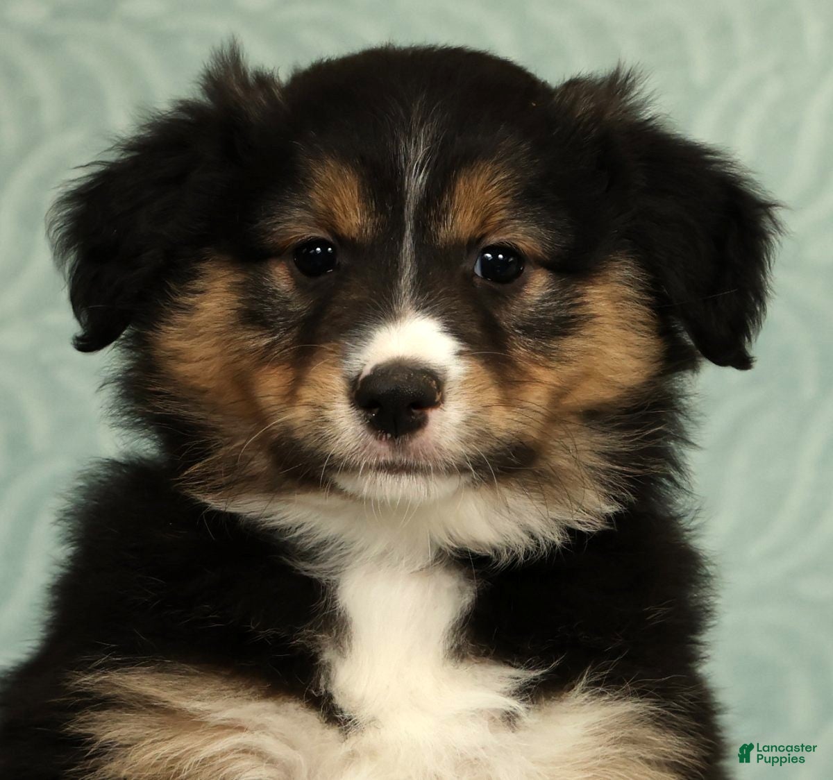 Australian Shepherd dogs for sale: Maisy - Ad 6