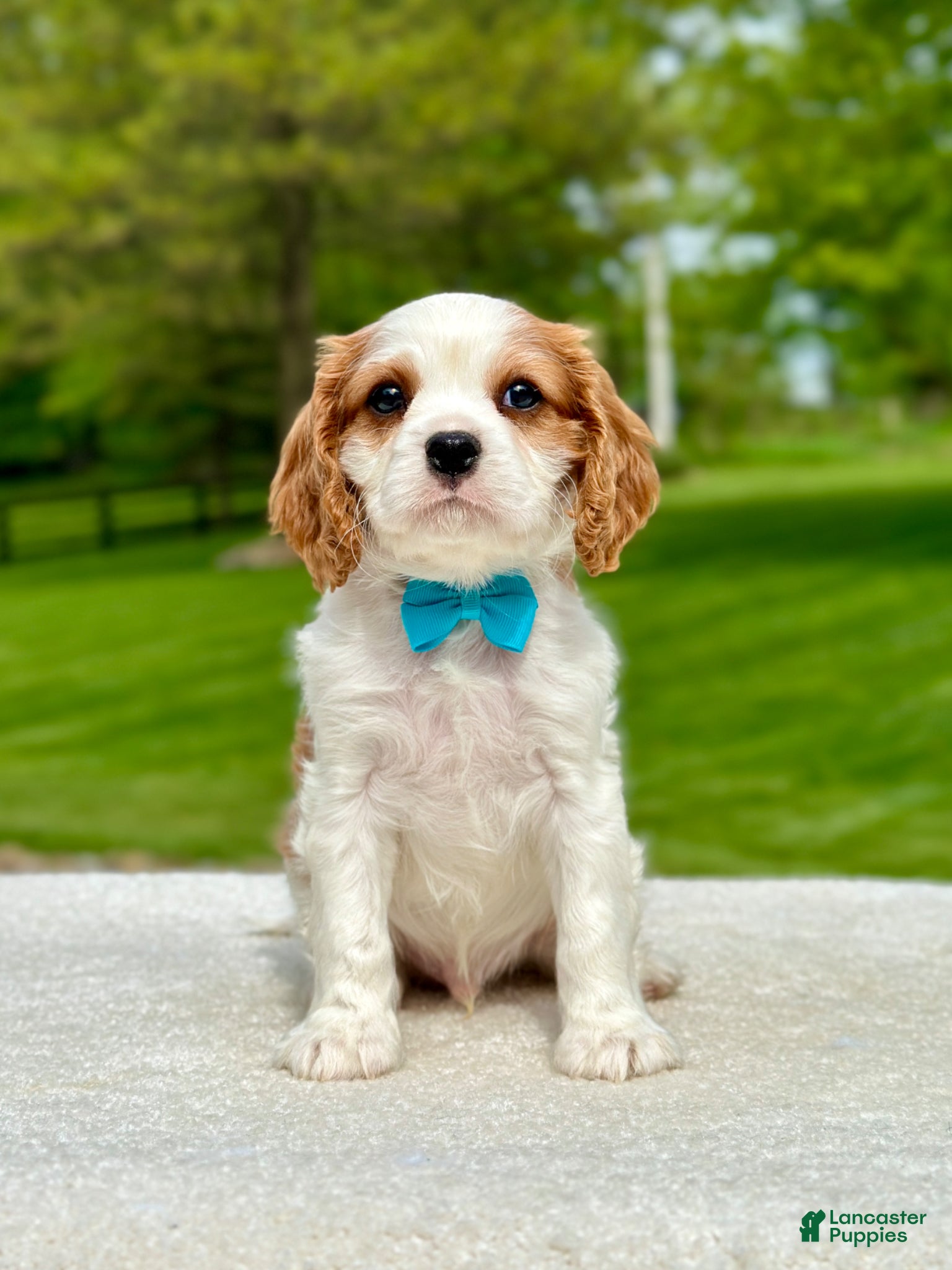 Cavalier King Charles Spaniel dogs Gus - Ad 1