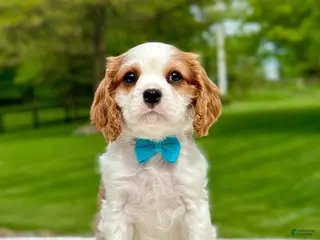 Cavalier King Charles Spaniel dogs for sale: Gus - Ad 4