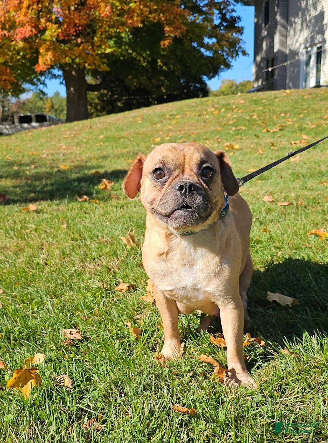 Mixed Breed dogs for sale: Jeronimo - Ad 4