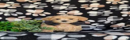 Maltipoo dogs for sale: Clifton 8 lbs Full Grown - Ad 2
