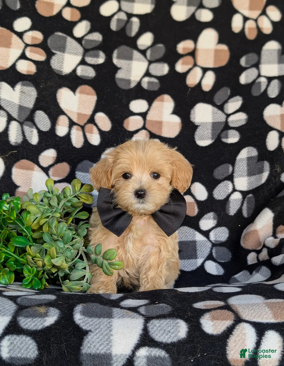 Maltipoo dogs for sale: Clifton 8 lbs Full Grown - Ad 2