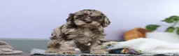 Cockapoo dogs for sale: Elianna  - Ad 6