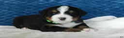 Bernese Mountain Dog dogs for sale: Benny - Ad 3