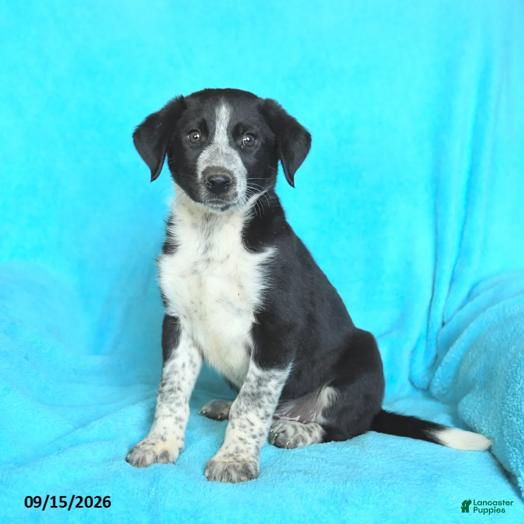 Mixed Breed dogs for sale: Buddy - Ad 1