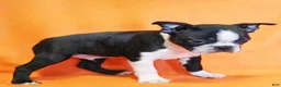 Boston Terrier dogs for sale: Riley - Ad 2