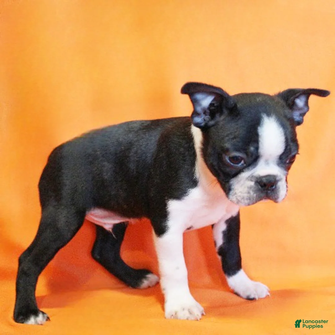 Boston Terrier dogs for sale: Riley - Ad 2