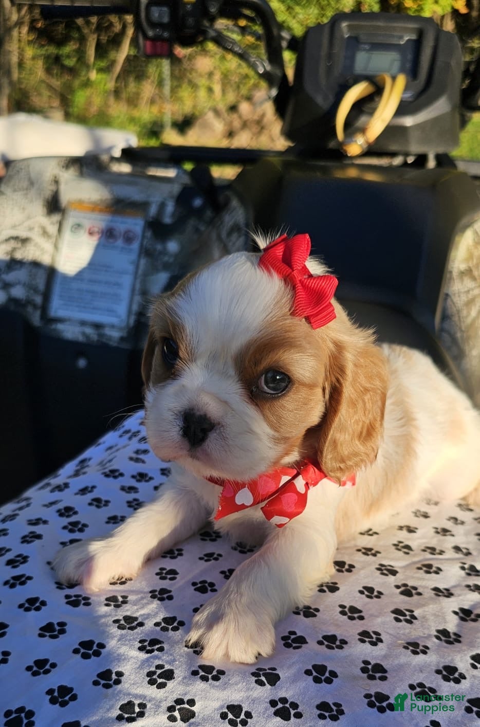 Cavalier King Charles Spaniel dogs for sale: ♥️SWEET HARPER♥️ - Ad 2