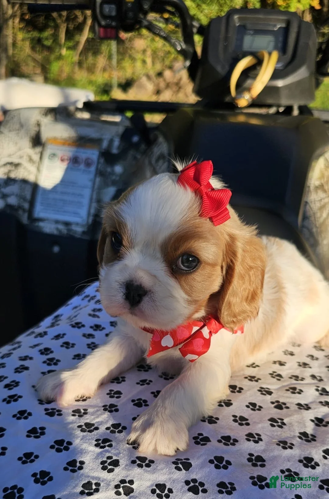 Cavalier King Charles Spaniel dogs for sale: ♥️SWEET HARPER♥️ - Ad 2