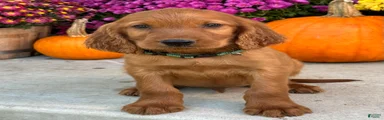Roscoe