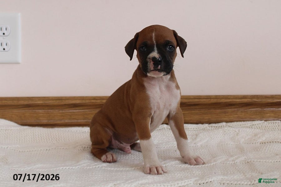 Boxer dogs Teddy - Ad 2