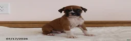 Boxer dogs for sale: Teddy - Ad 2