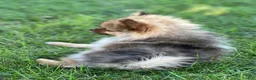 Pomeranian dogs for sale: Ruby - Ad 7