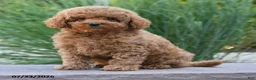 Toy Poodle dogs for sale: Gio - Ad 1