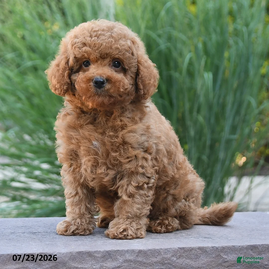 Toy Poodle dogs for sale: Gio - Ad 1