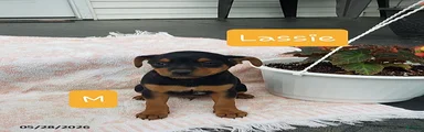 Lassie