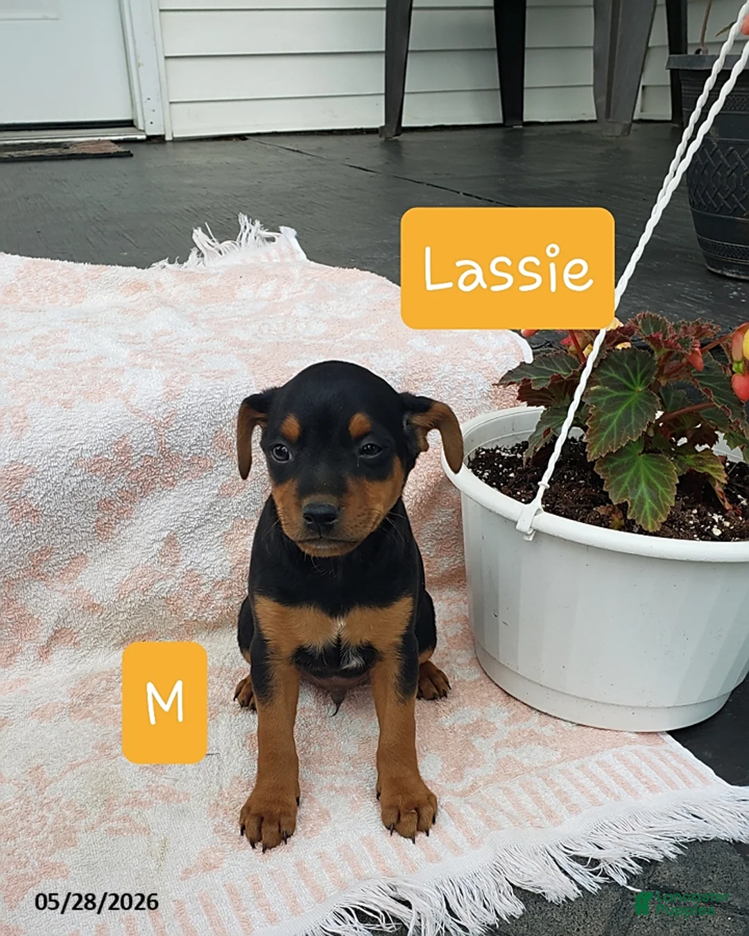 Mixed Breed dogs for sale: Lassie - Ad 1