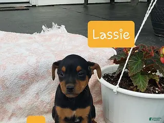 Mixed Breed dogs Lassie - Ad 16