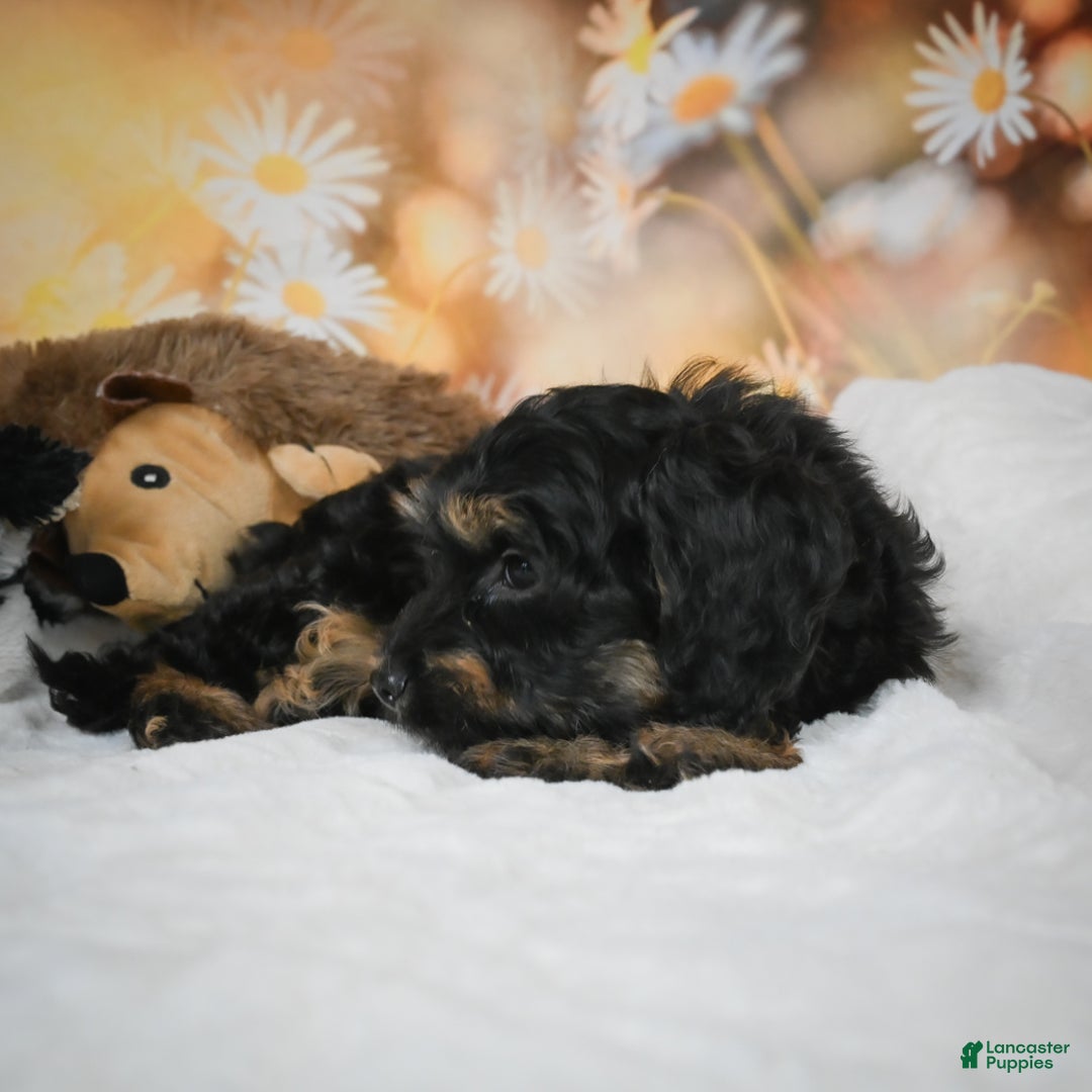 Cockapoo dogs for sale: Carter - Ad 8