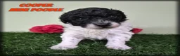 Miniature Poodle dogs for sale: Cooper - Ad 1