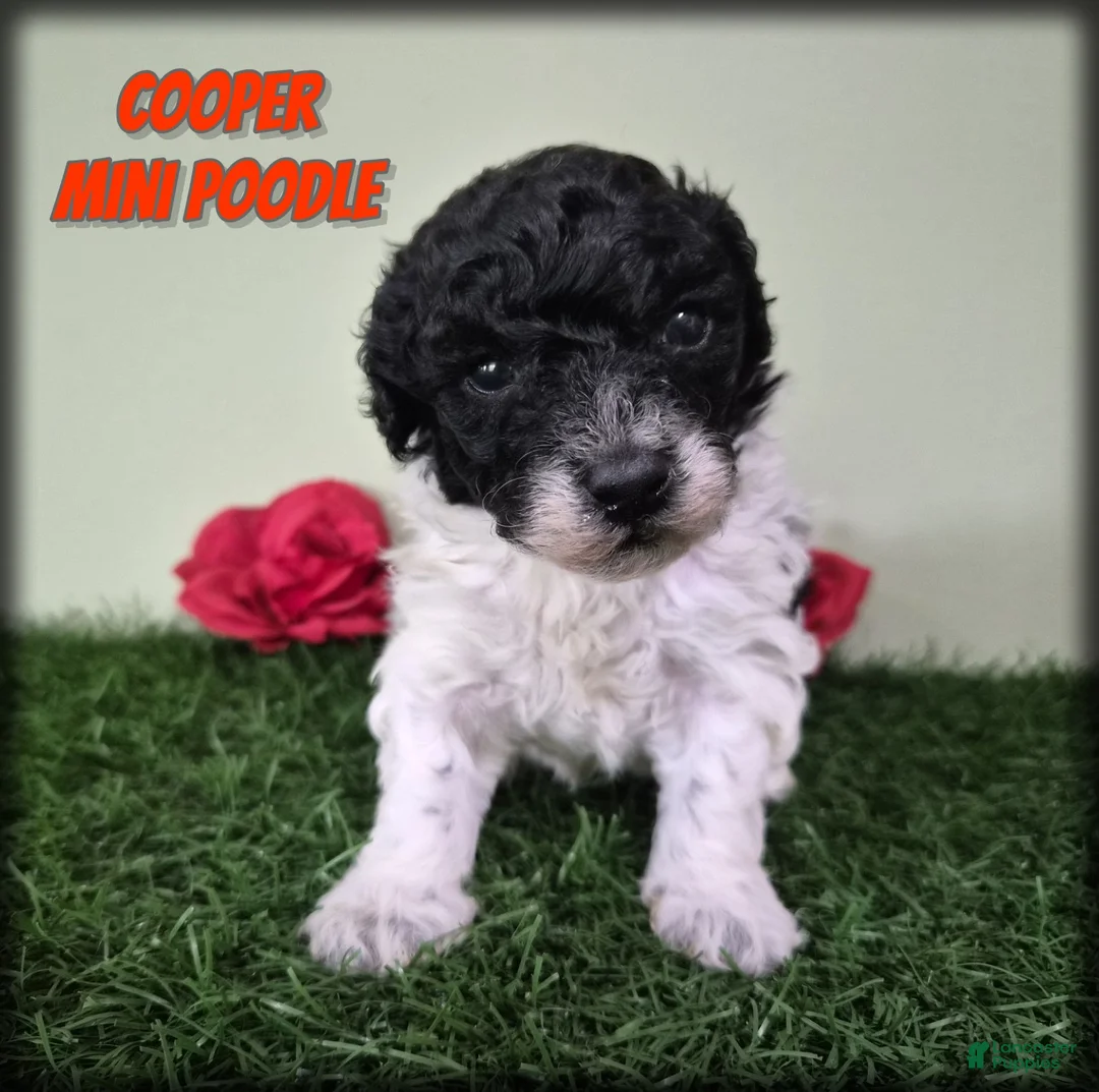 Miniature Poodle dogs for sale: Cooper - Ad 1