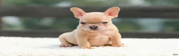 French Bulldog dogs for sale: Iron - Ad 3