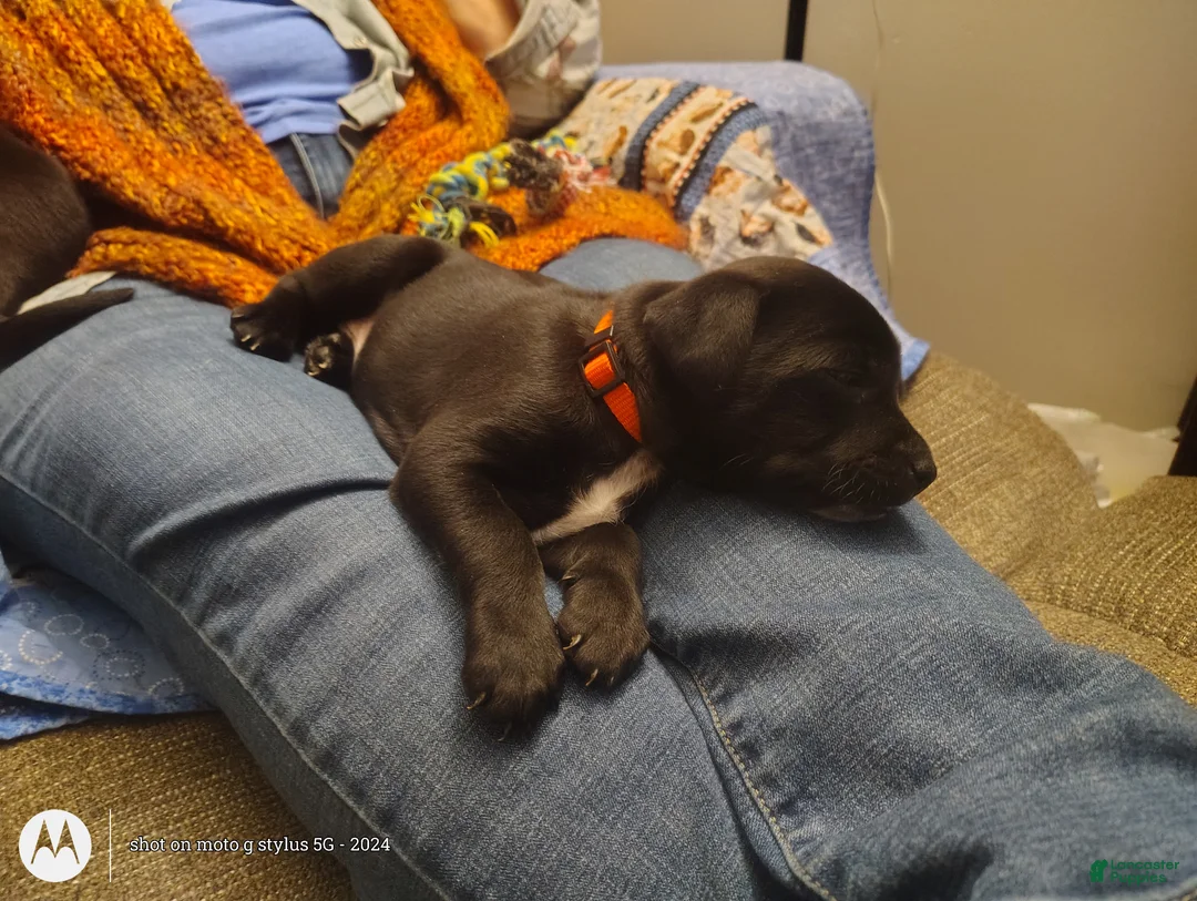 Mixed Breed dogs for sale: Mixed Breed Puppy 7 - Ad 1