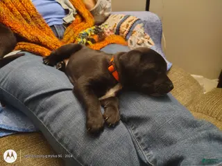 Mixed Breed dogs Mixed Breed Puppy 7 - Ad 22