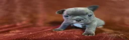 French Bulldog dogs for sale: Mable - Ad 3