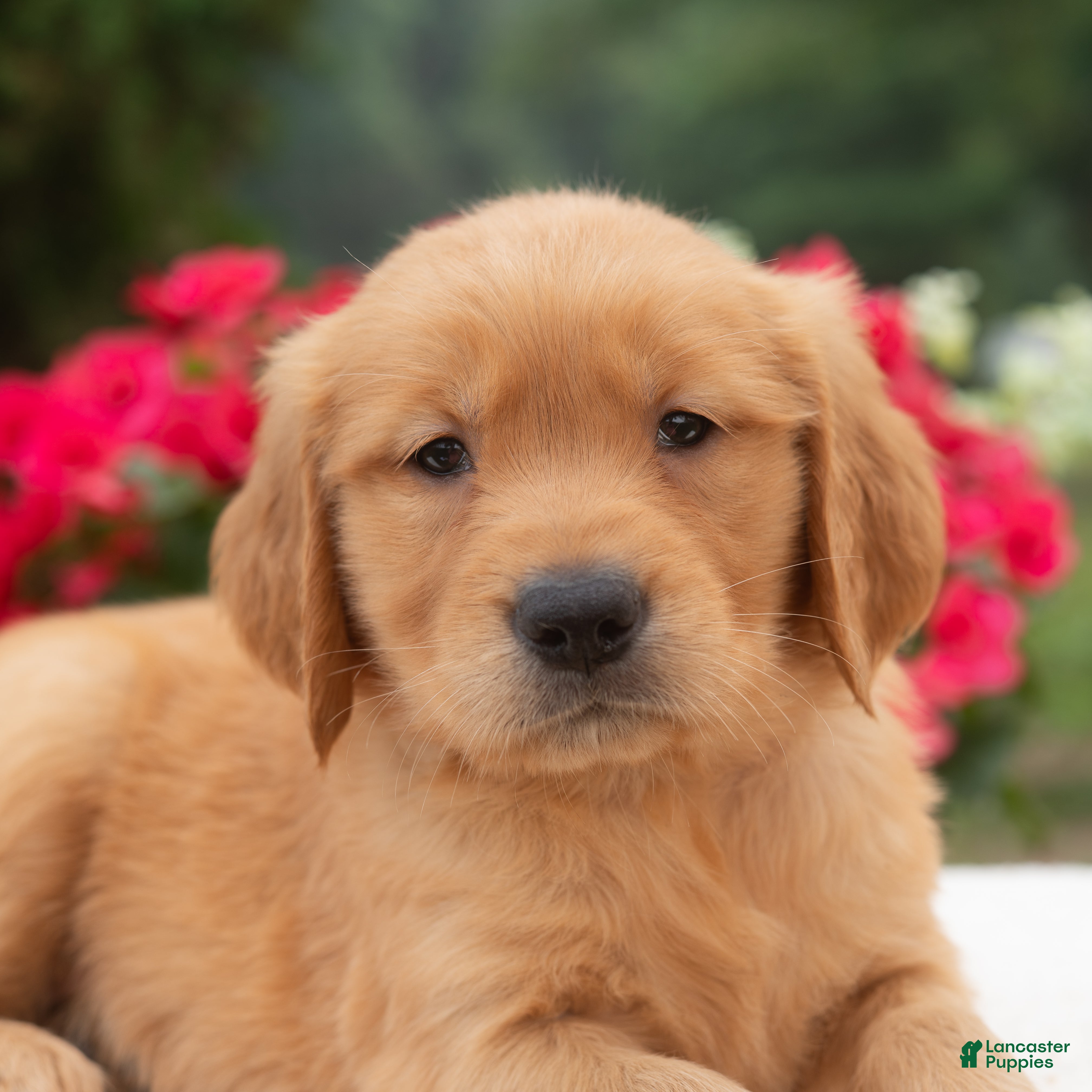 Golden Retriever dogs Kiana  - Ad 1