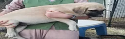 Anatolian Shepherd dogs for sale: Splash ⤴️ - Ad 2