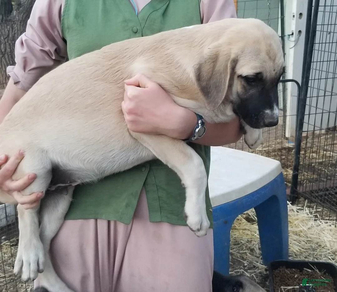 Anatolian Shepherd dogs for sale: Splash ⤴️ - Ad 2