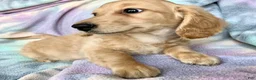Miniature Dachshund dogs for sale: Mr. Spaghetti Noodle of Fettuccine Villa - Ad 5