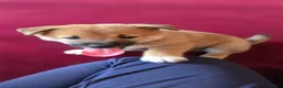 Shiba Inu dogs for sale: Fawn Male - Ad 5
