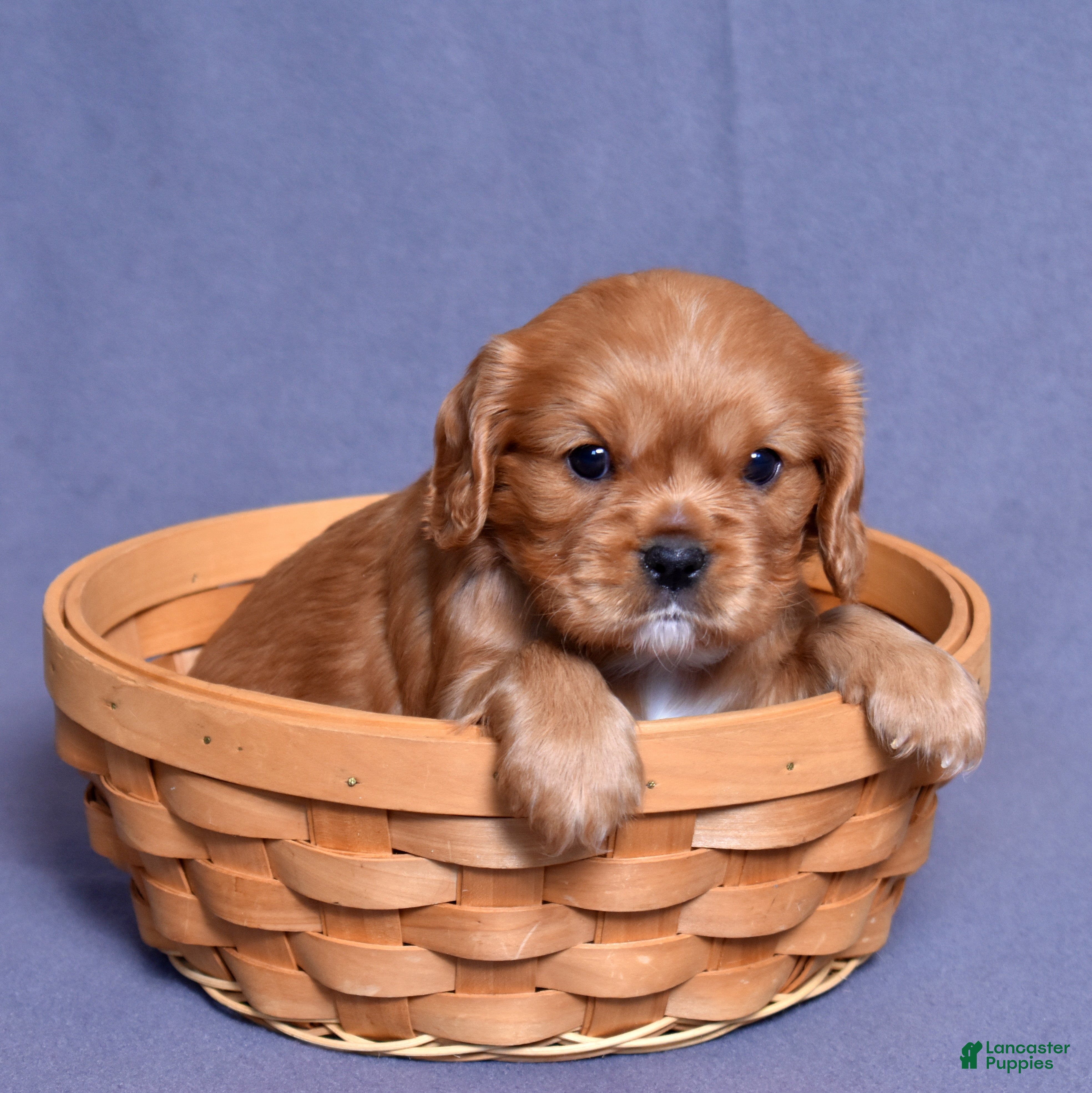 Cavalier King Charles Spaniel dogs Noah - Ad 2