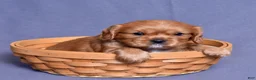 Cavalier King Charles Spaniel dogs for sale: Noah - Ad 5