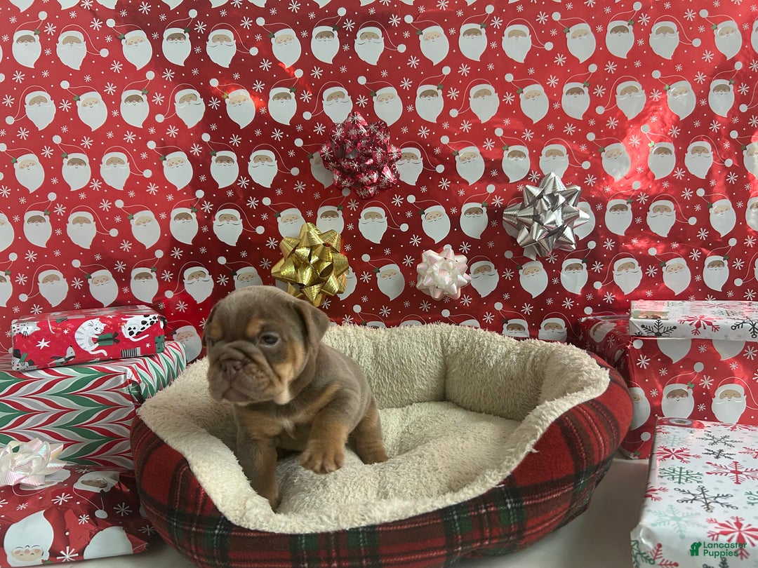English Bulldog dogs for sale: Piper - Ad 4