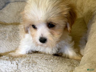 Maltipoo dogs - Ad 4