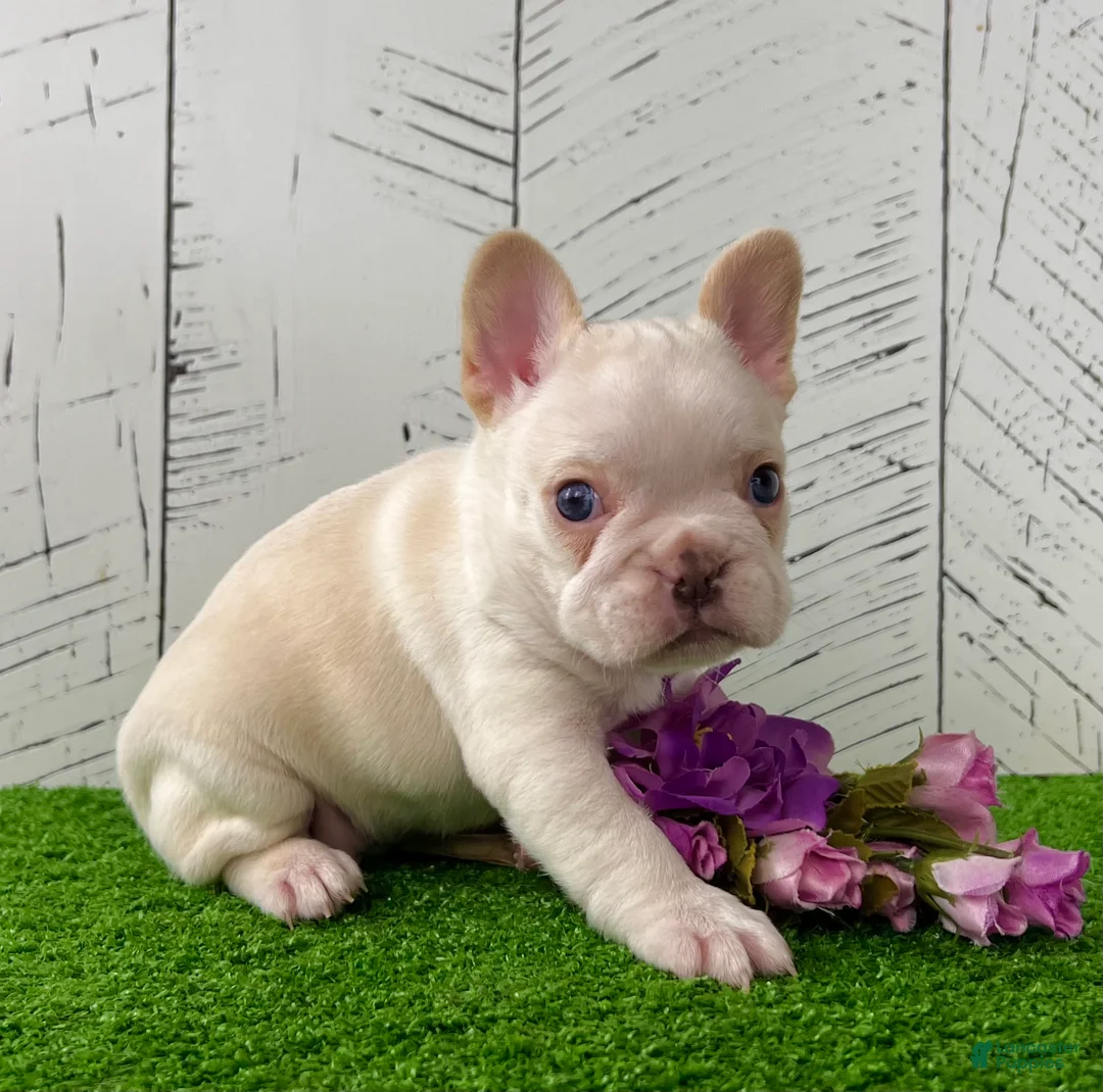 French Bulldog dogs for sale: Crystal - Ad 4