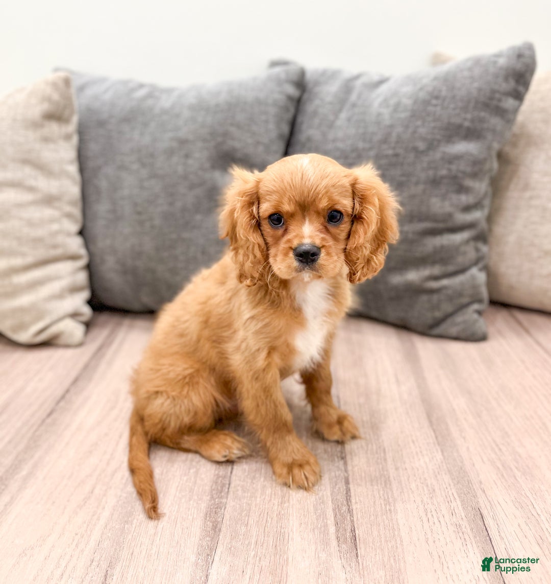 Cavalier King Charles Spaniel dogs for sale: Cooper - Ad 3