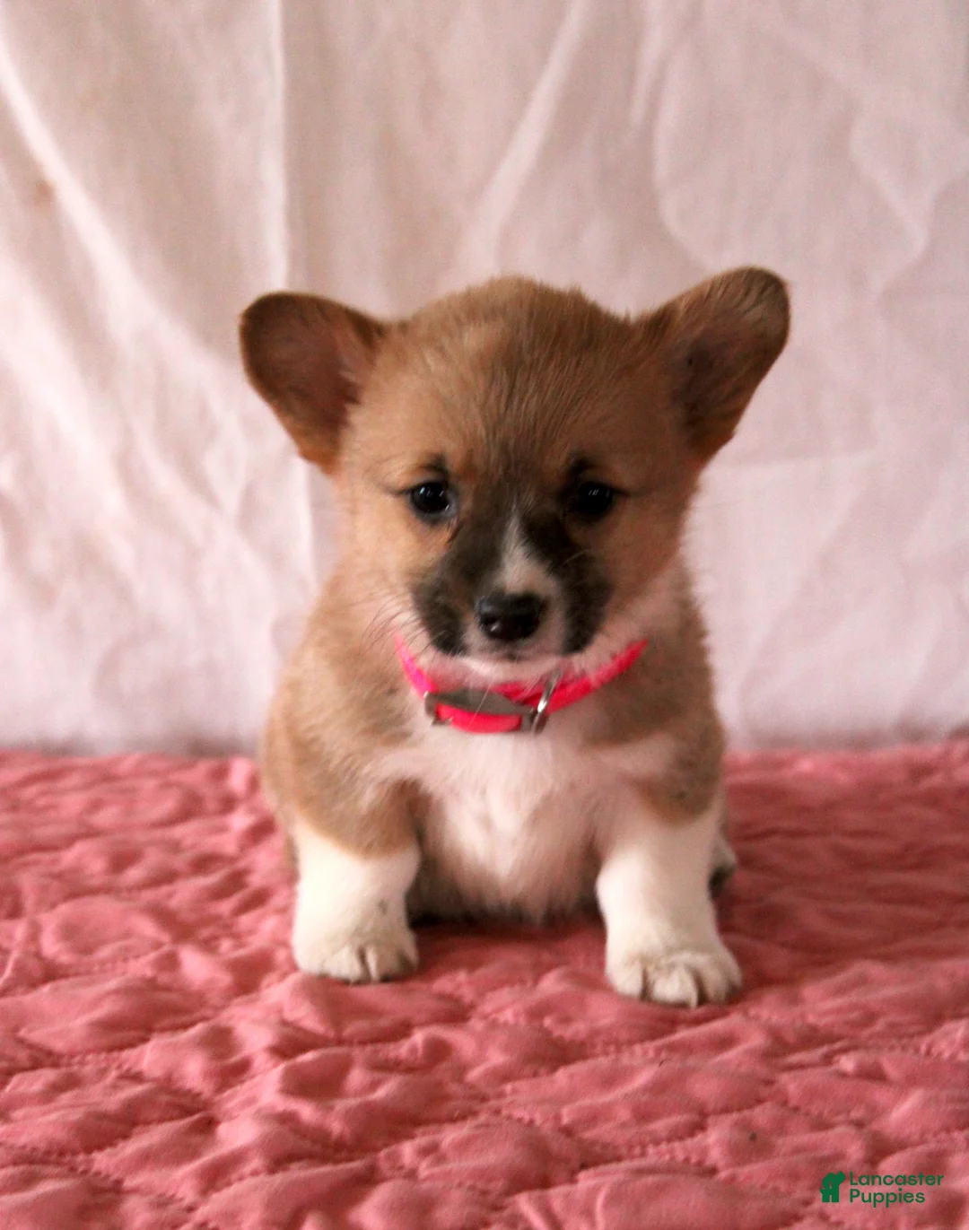 Welsh Corgi Pembroke dogs for sale: Lana - Ad 1
