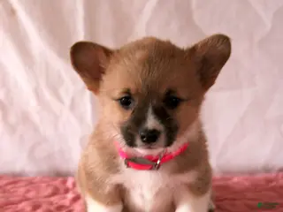 Welsh Corgi Pembroke dogs Lana - Ad 26