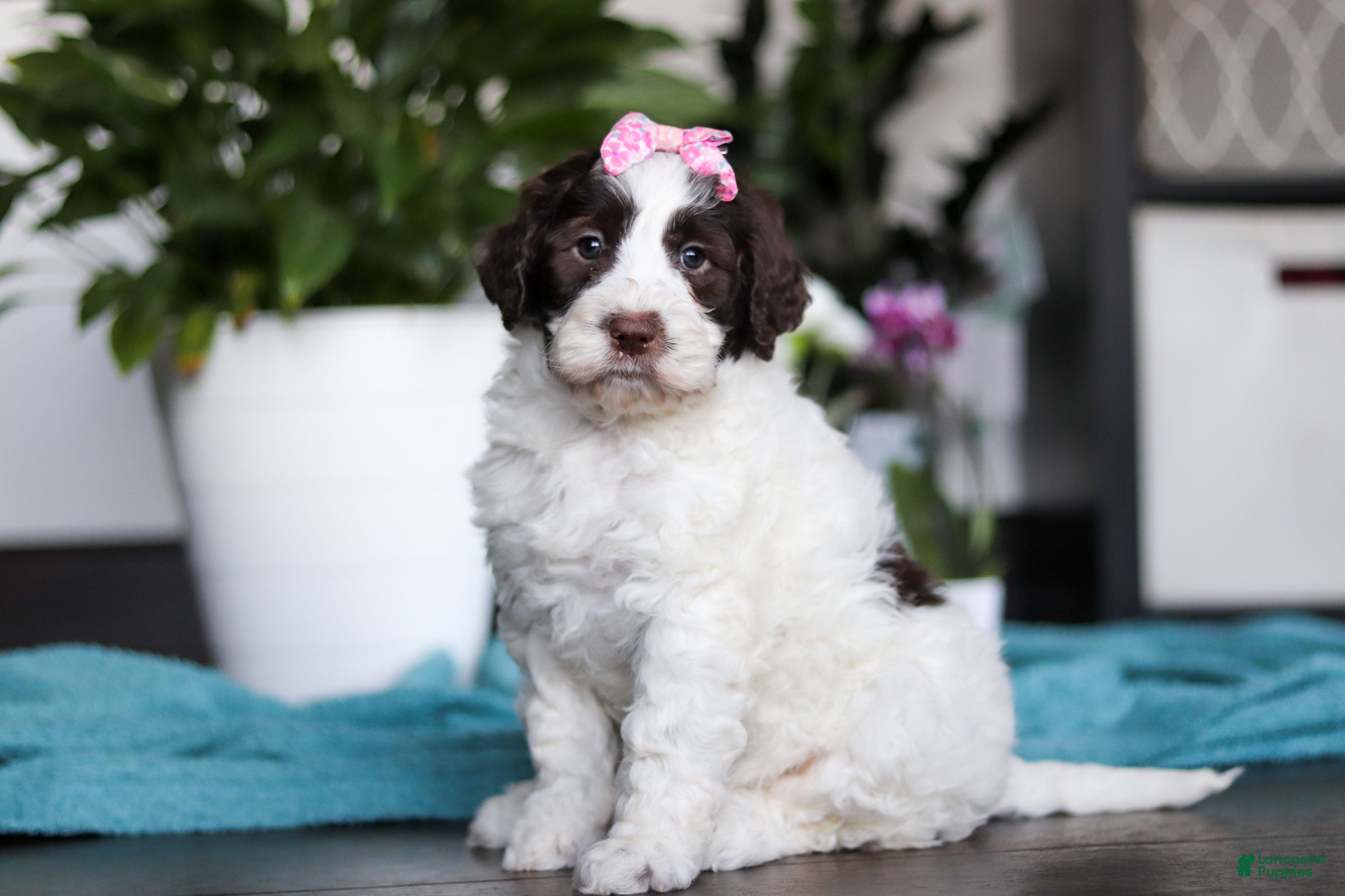 Portuguese Water Dog dogs Lindsey - Ad 1
