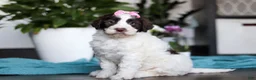 Portuguese Water Dog dogs for sale: Lindsey - Ad 1
