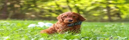 Goldendoodle dogs for sale: Archie - Ad 5