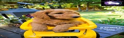 Goldendoodle dogs for sale: Bandit - Ad 3