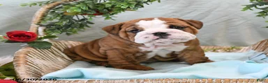 Buster