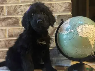 Bernedoodle dogs Lainey - Ad 21