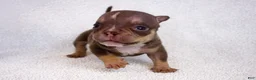 American Bully dogs for sale: Chocolate Tri Male - Ad 3