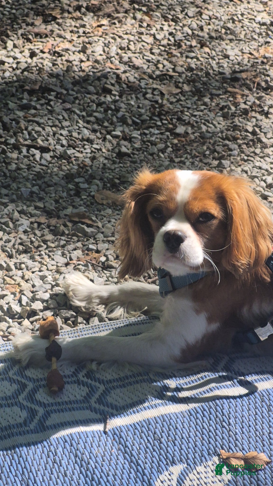 Cavalier King Charles Spaniel dogs for stud: Stud  - Ad 4